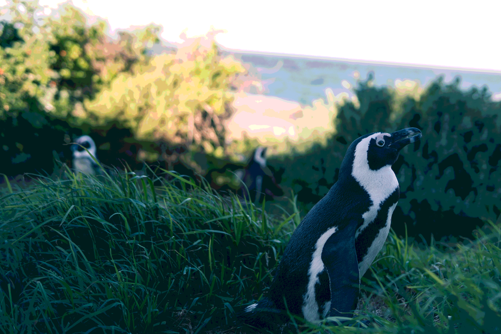 drei Pinguine im Gras; bearbeitet