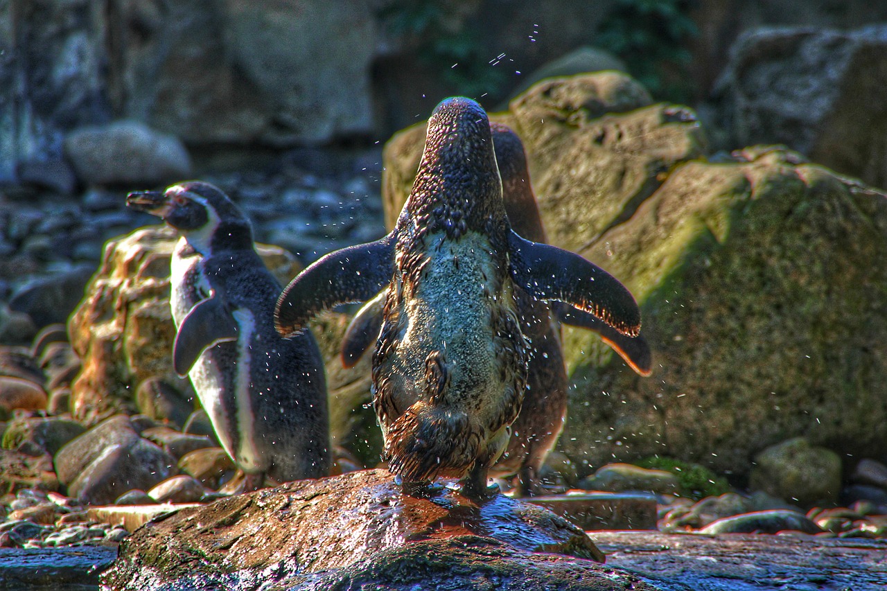 Das Foto zeigt zwei Pinguine die mit dem Hintern wackeln, dass das Wasser nur so spritzt!