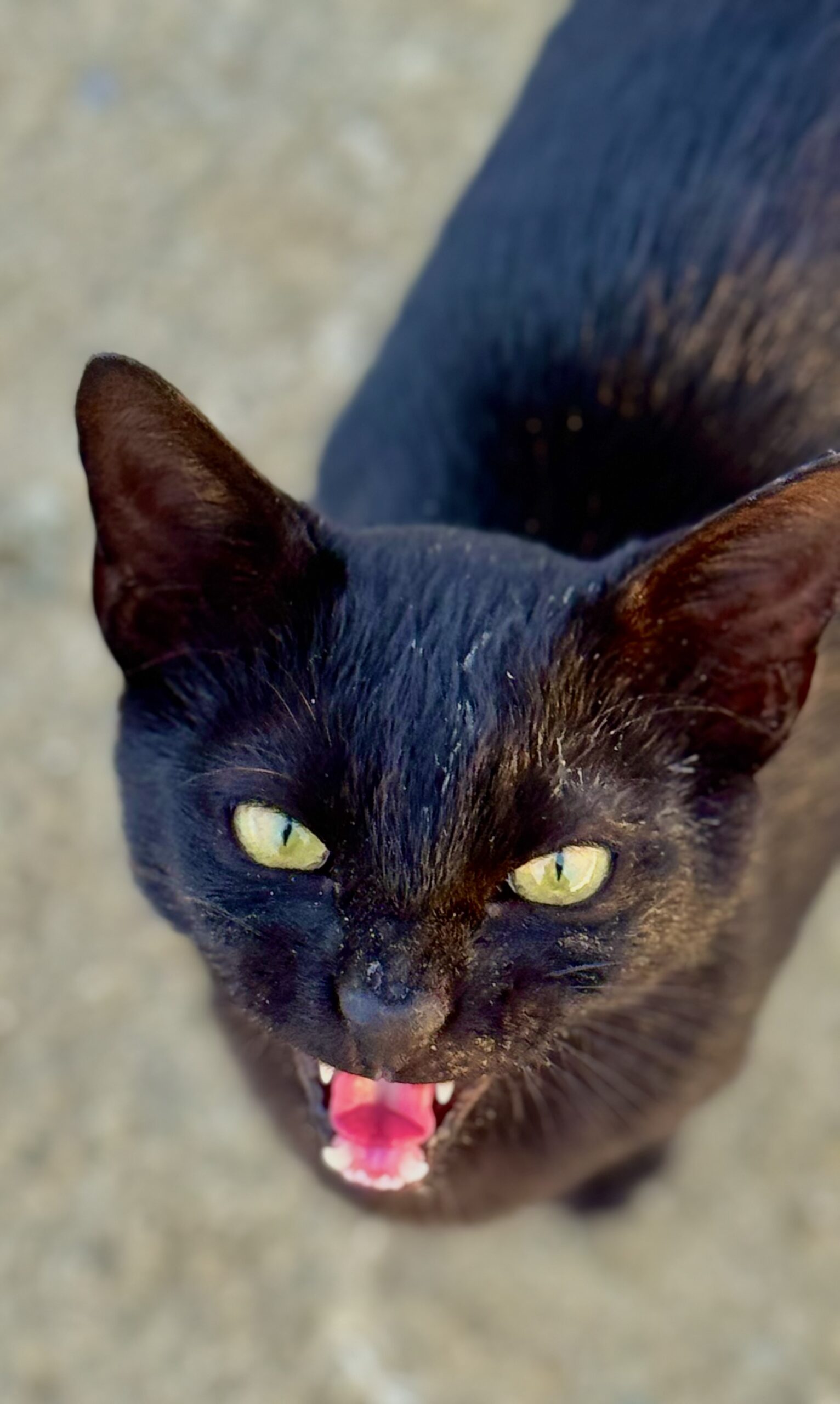 Schwarze Katze steht vor mir und faucht mich von unten an.